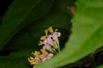 Chinese beautyberry